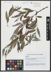 Foto von Salix alba L.